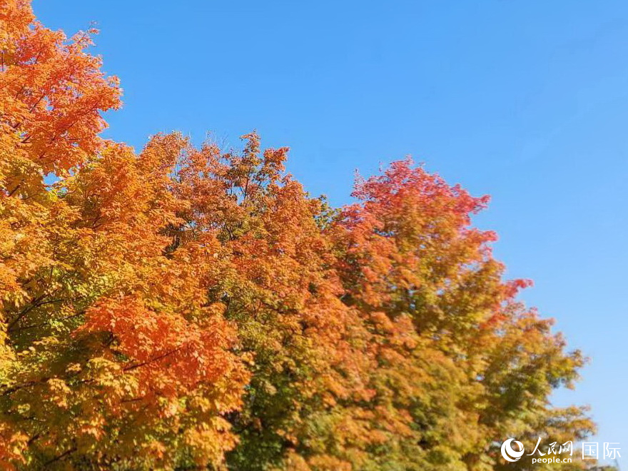 高地公園楓景連綿望不盡。于世文      攝     