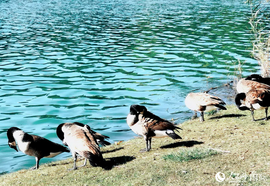 高地公園湖畔呆萌可愛的天鵝。          于世文 攝       